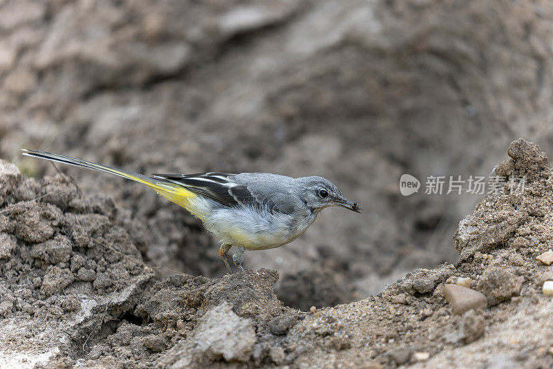 幼灰尾尾(Motacilla cinerea)